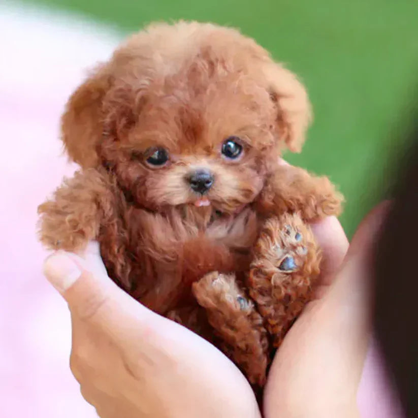 š¶š¶NICOO - My Realistic Robot Puppy